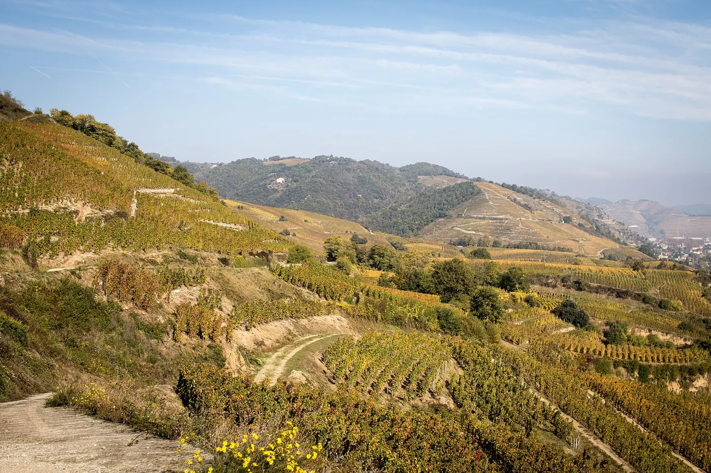 Les coteaux de l'appellation Saint-Joseph